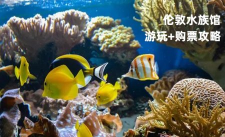 伦敦水族馆游玩攻略 | 门票高达68%OFF！开放时间、参观注意事项等等