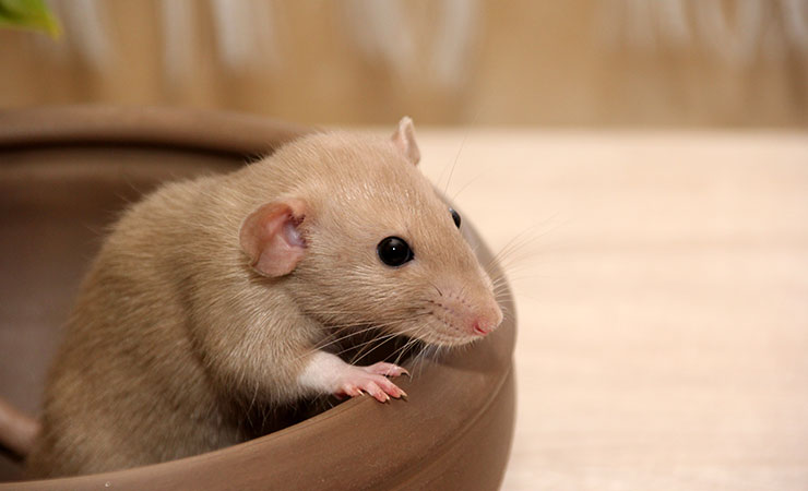 英国家中有老鼠怎么办