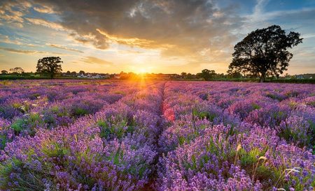 英国薰衣草庄园盘点 | Lavender Farm