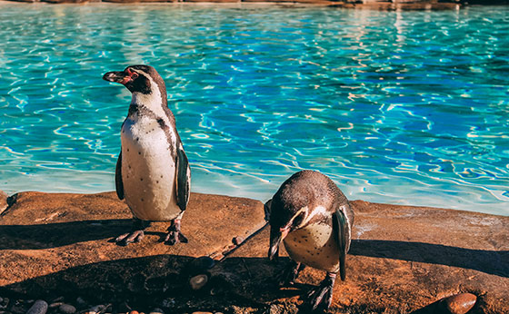 伦敦动物园企鹅