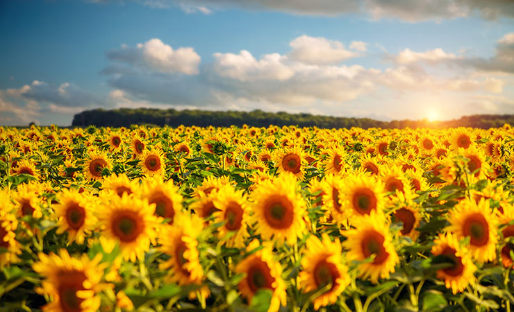 英国向日葵花田盘点 | Sunflower Field