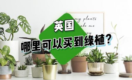 英国在哪儿能买到绿植？