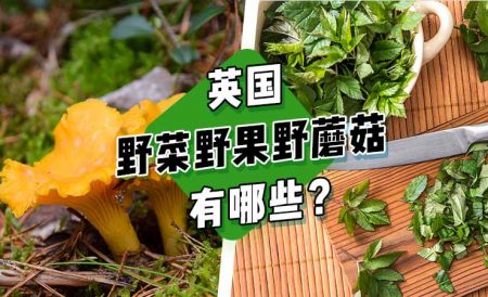 英国有哪些野菜野果野蘑菇？