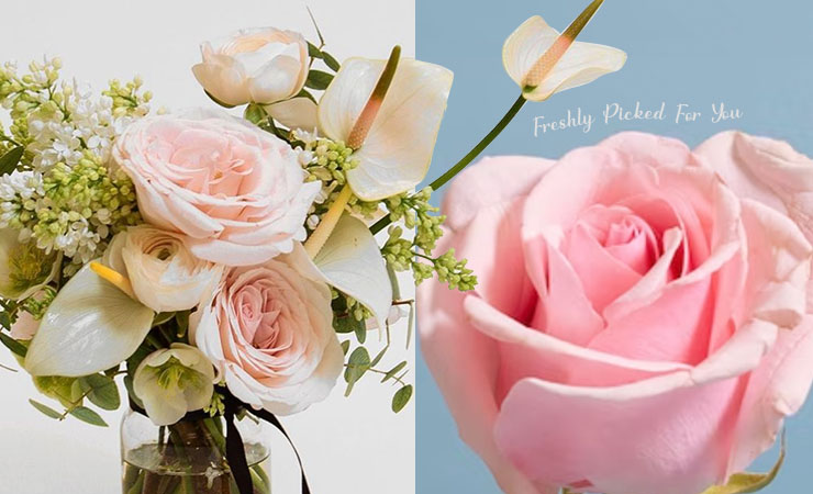 英国哪里可以买玫瑰花？情人节、生日、纪念日送花