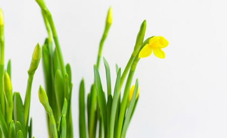 误食水仙花中毒怎么办？