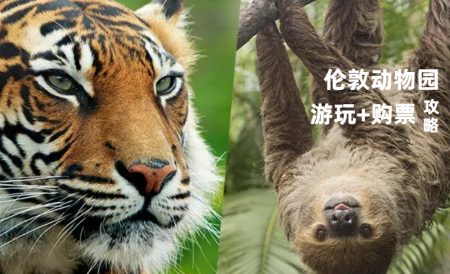 伦敦动物园London Zoo游玩攻略 | 2026夏季限定夜游活动回归！