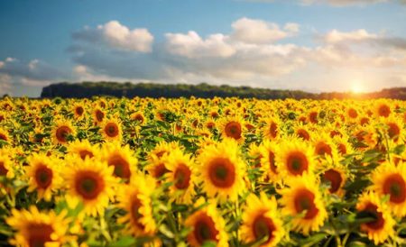 英国向日葵花田盘点 | Sunflower Field