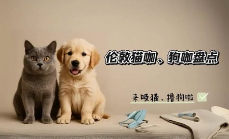 伦敦猫咖狗咖盘点 | Lady Dinah’s Cat Emporium、Pawsitive Cafe等