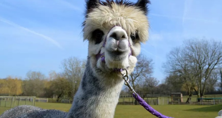 撸神兽啦！南英格兰首家羊驼牧场沉浸式遛驼体验！门票仅£11🦙来伦敦周边当一日牧场主