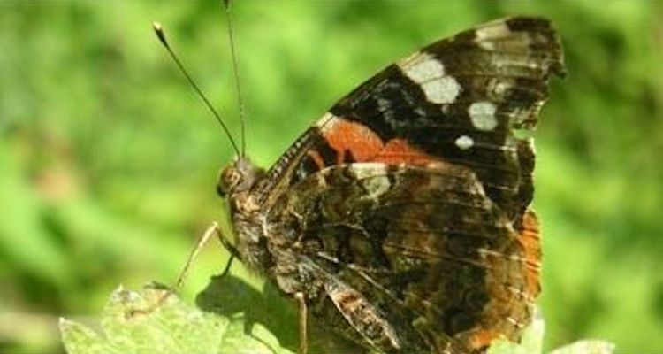 🌿伦敦夏日自然课！1.5小时轻松徒步，认识20+英国本土蝴蝶品种🦋