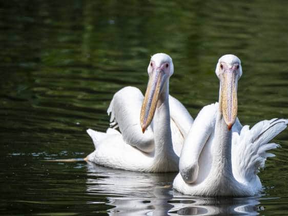 Watch the Pelicans Being Fed in St James’s Park 伦敦来了！和鹈鹕们面对面，感受城市里的野趣时光