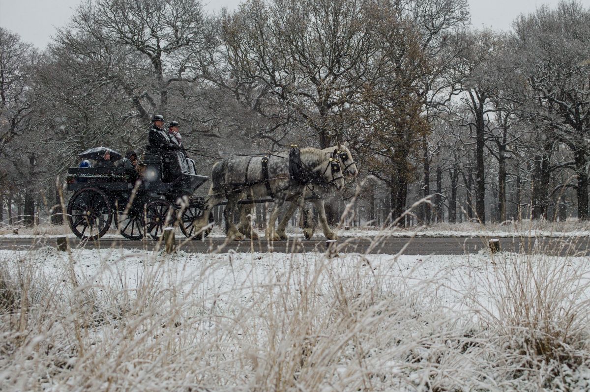 Richmond Park 马车巡游体验伦敦来了！冬日皇家公园，来一场童话般的马车之旅吧