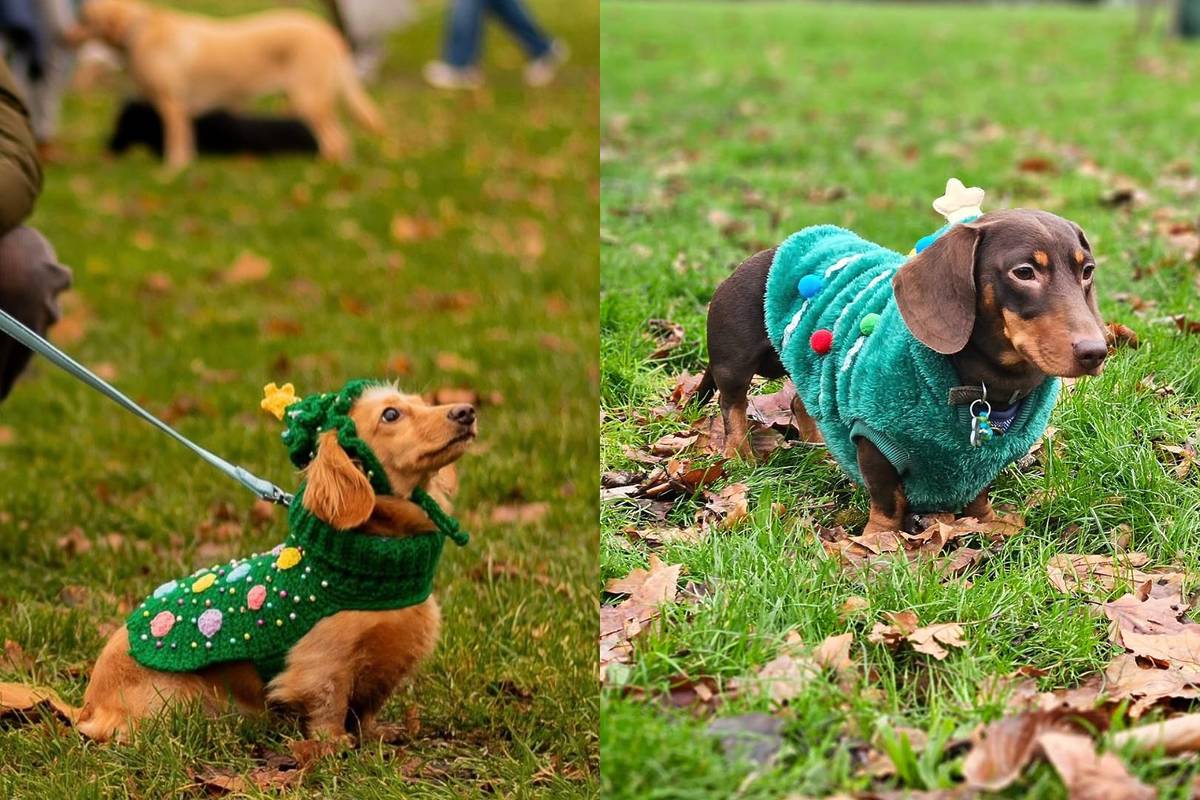 Hyde Park Sausage Walk Christmas Parade 伦敦来了！狗狗圣诞大游行，快来和腊肠犬们一起欢乐过节吧！