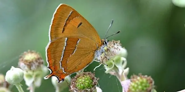 Brown Hairstreak Egg Search at Merry Hill Reserve 伦敦来了！一起走进自然，发现神秘的蝴蝶卵世界