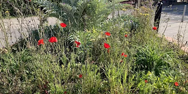 Carpenters Gardening Club 伦敦来了！一起在社区花园播种周末的悠闲时光