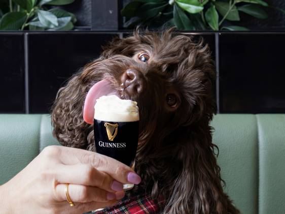 Free Doggy Drinks伦敦来了！带你的毛孩子喝一杯免费特调“汪星人鸡尾酒”！