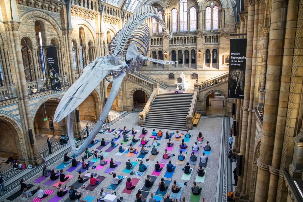 You can do evening yoga at the Natural History Museum – stretch your way into downward dog beneath Hope the whale