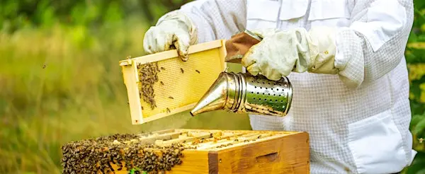 7th May Bees Frame Building Workshop | 伦敦来了！亲手搭建你的第一个蜜蜂框架，开启养蜂之旅！