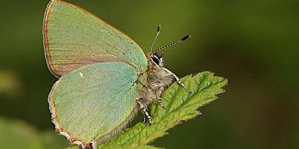 Hounslow Heath 寻蝶导览徒步：寻找绿纹小灰蝶
