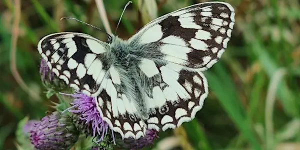 Guided Butterfly Walk at Alexandra Park, North London 来了！和自然向导一起遇见夏日蝴蝶