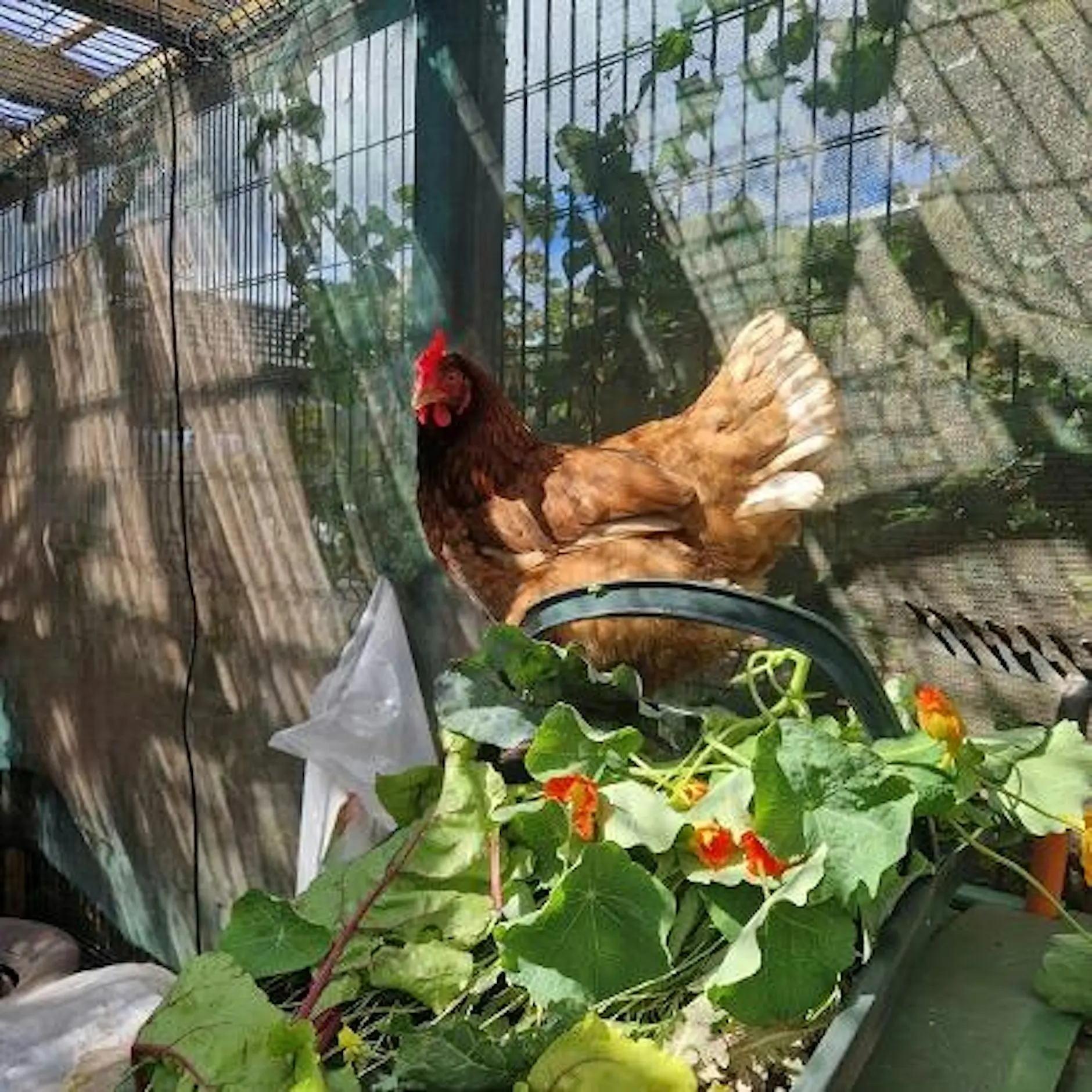Hen Workshop 伦敦来了！和闺蜜一起动手玩转母鸡手作