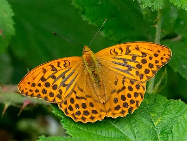 Guided Butterfly Walk at Bricket Wood Common 来了！在蝴蝶飞舞的夏日里，和家人一起漫步英伦林地吧。