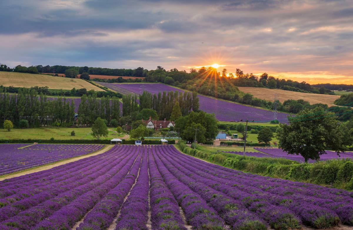Castle Farm Lavender Fields 伦敦周边来了！110英亩紫色天堂，距伦敦仅一小时车程。
