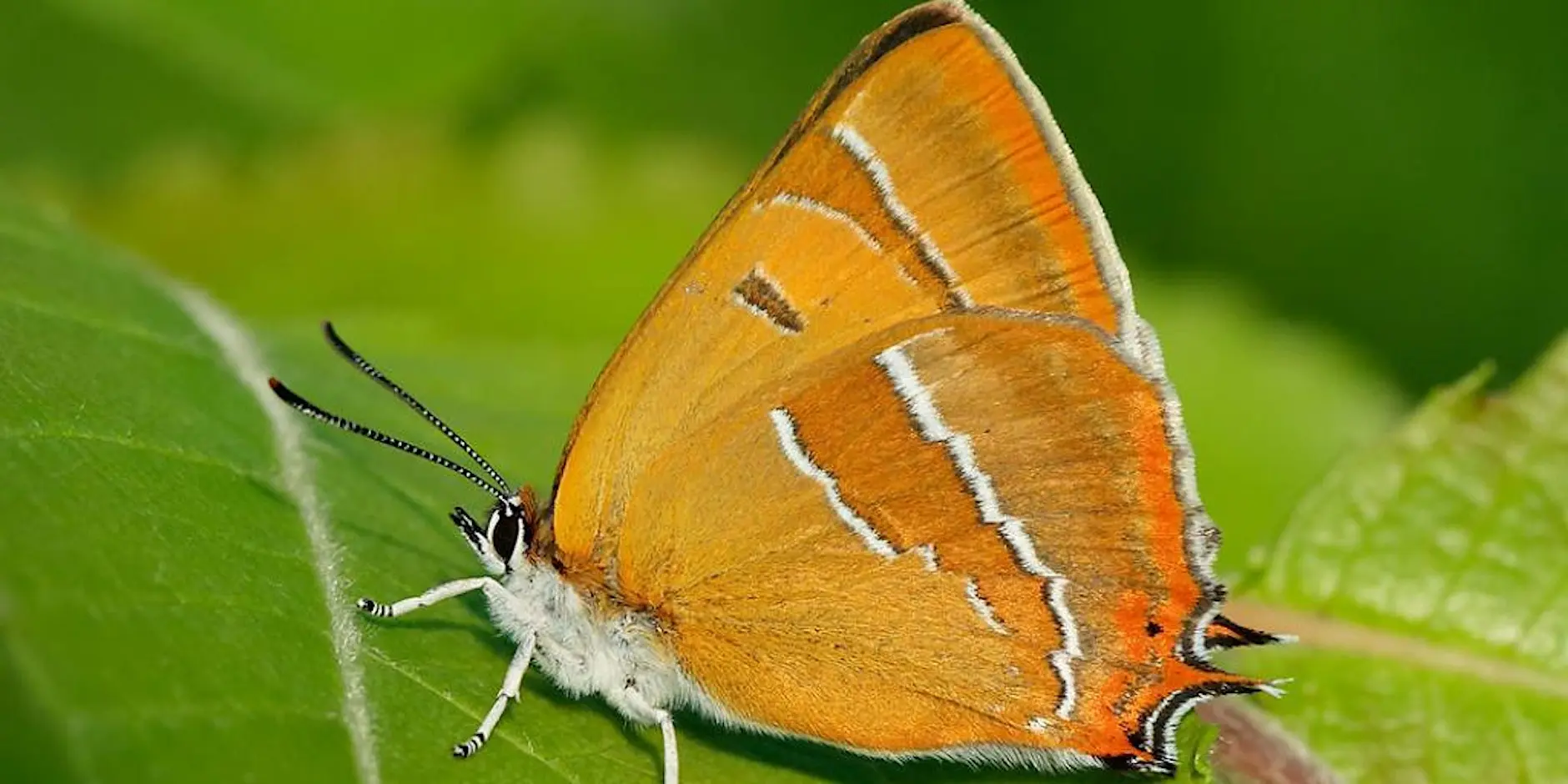 Guided Butterfly Walk at Merry Hill, Bushey 来了！跟随专家寻找褐纹灰蝶，感受自然之美。