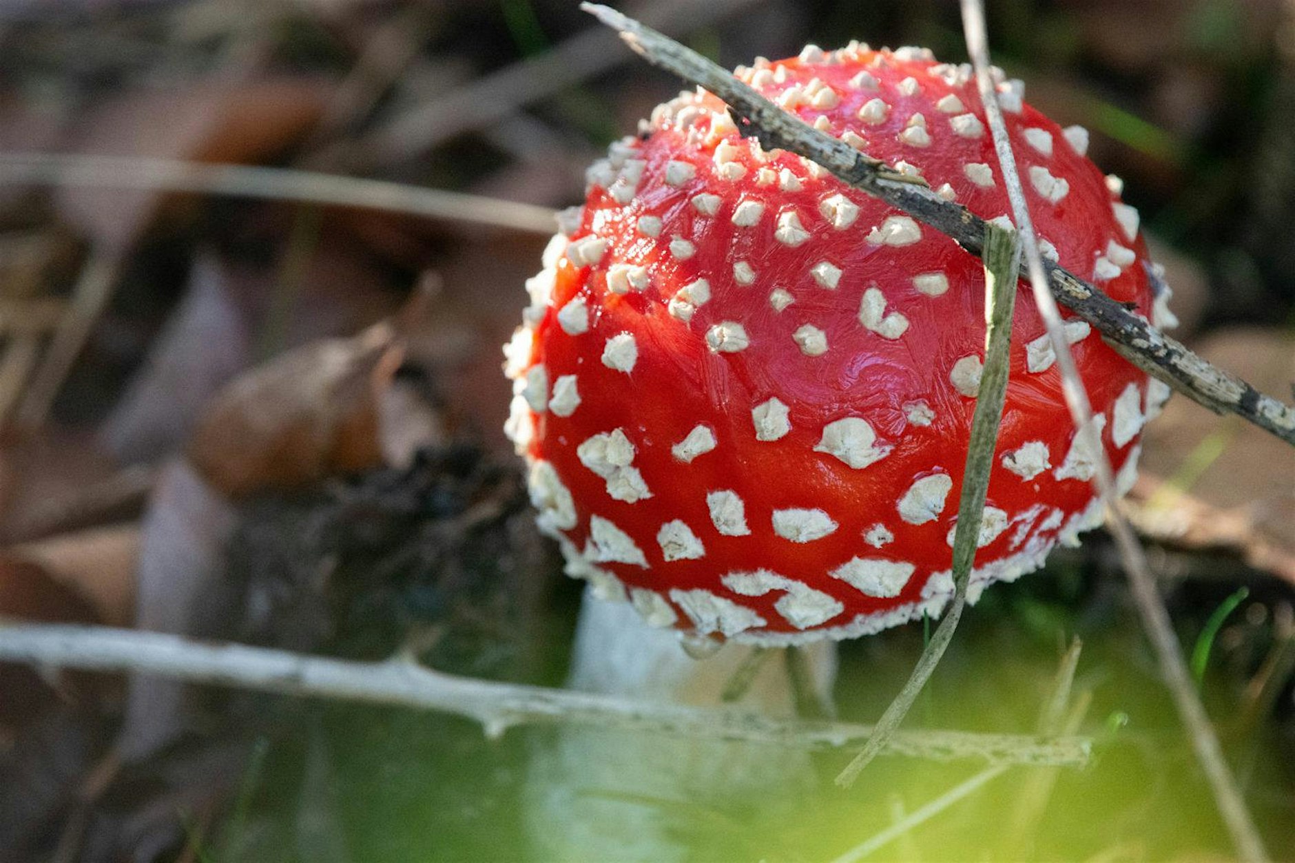 Fungus Foray 来到英国！这个秋天，跟着专家一起去林间寻蘑菇吧