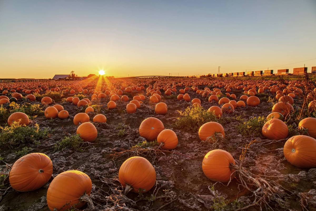 The UK’s best pumpkin patch is just 1 hour from London — with 100,000 pumpkins and 75 varieties