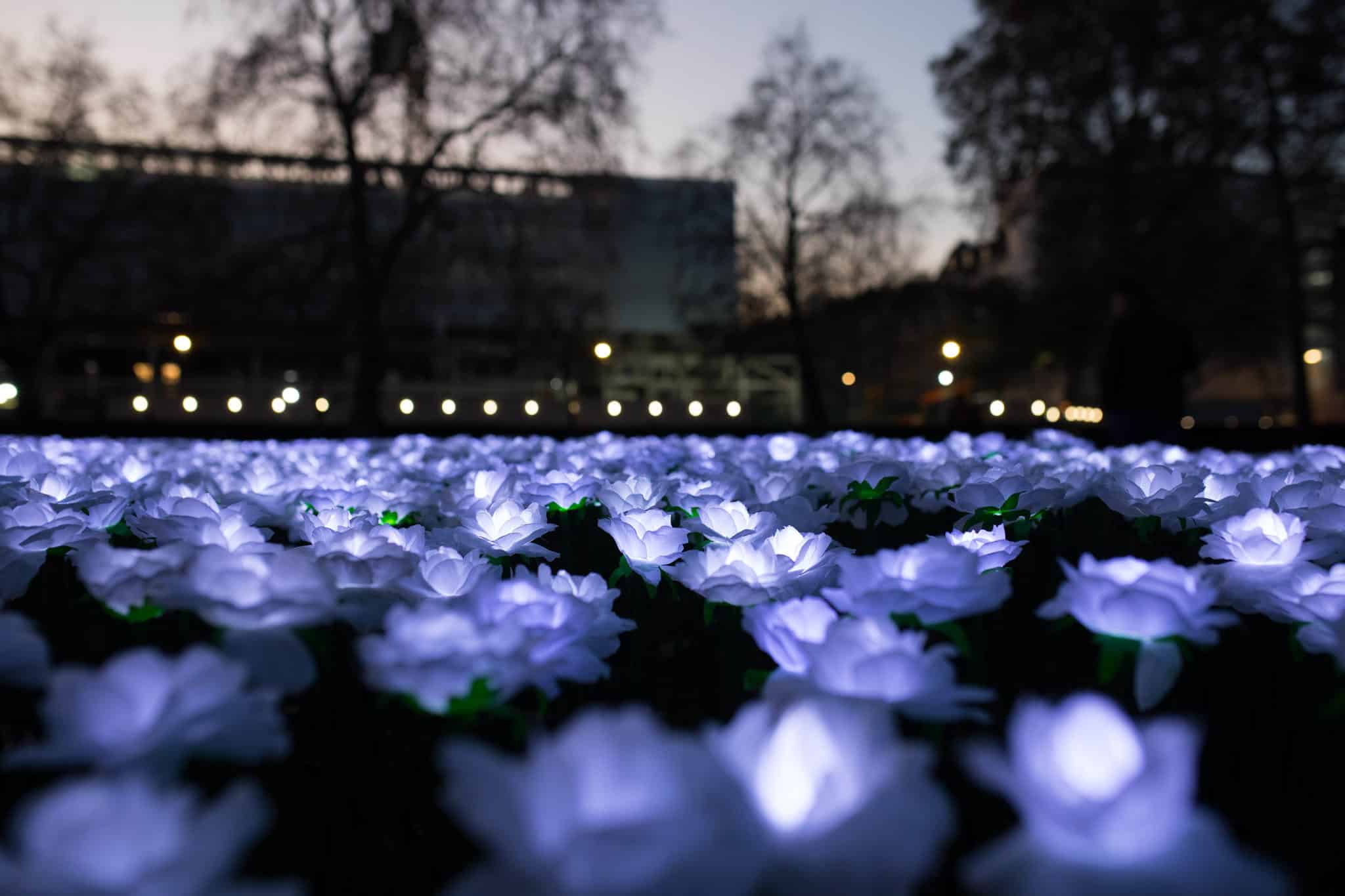 Thousands of white roses will light up Chelsea this winter in memory of lost loved ones – the display raises money for charity and it’s a truly heartwarming sight